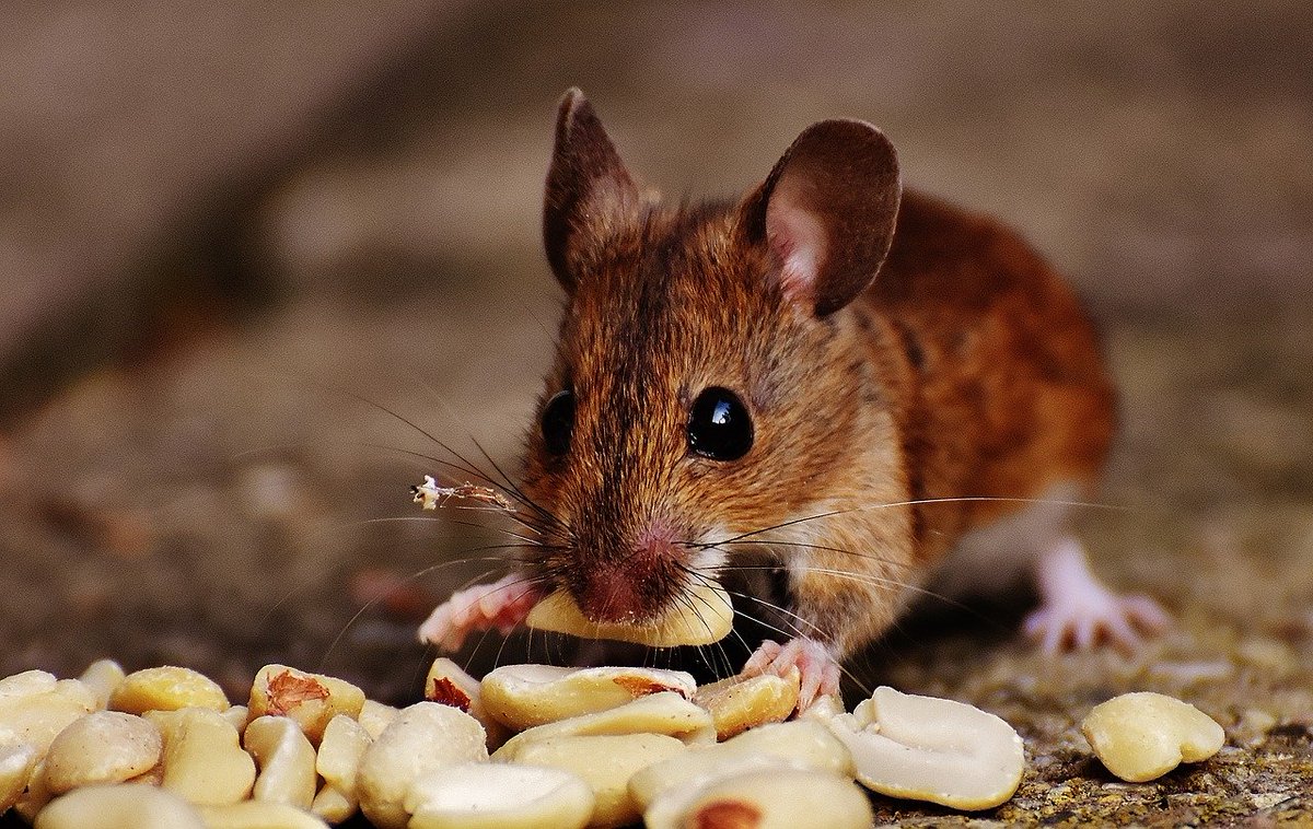 HourlyMouse tweet picture