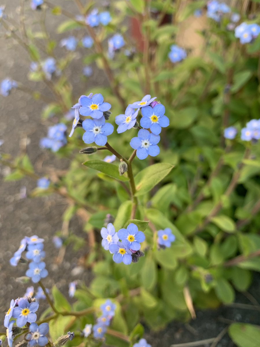 10. Boraginaceae includes forget-me-nots and borages. Plants are hairy and flowers often grow in a cool fiddleneck structure. Flowers also often have a tiny butthole in the middle of them. The blue flowers and leaves of Borage officinalis are edible.