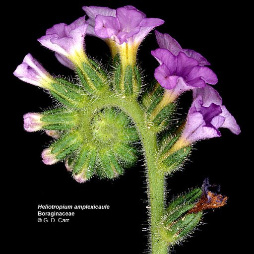 10. Boraginaceae includes forget-me-nots and borages. Plants are hairy and flowers often grow in a cool fiddleneck structure. Flowers also often have a tiny butthole in the middle of them. The blue flowers and leaves of Borage officinalis are edible.