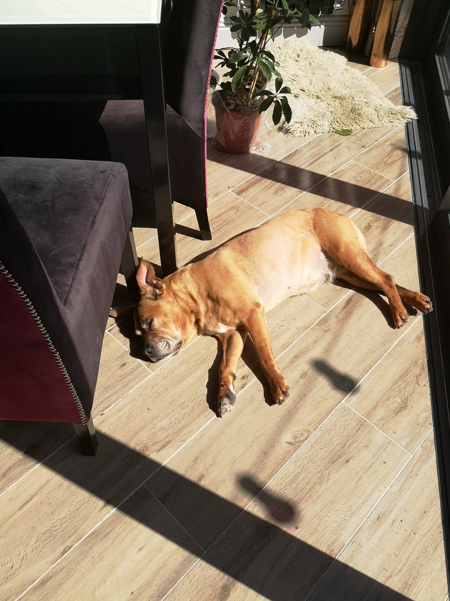 When the sun shines in Stoneybatter, Ellie finds the best spot in town to clap out and enjoy 😍 #dogs #DogsofTwittter #stoneybatter #dogsofstoneybatter
