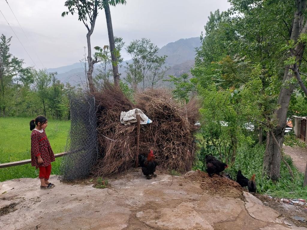 TariqNaqash's tweet photo. A young girl looks at her rare breed of desi chicken in Majhoi village, some 20 kilometres south of #Muzaffarabad along Jhelum valley road. According to locals, backyard poultry rearing is again picking up in rural areas following skyrocketing prices of #broiler #chicken and eggs https://t.co/6lhwRCctOy