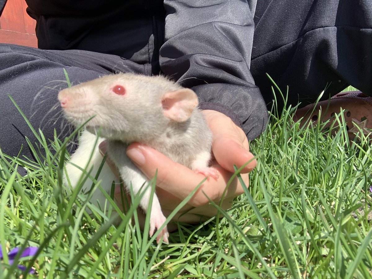 ___WILLGRAHAM's tweet photo. ||  hi  this  is  hannibal  this  is  her  first  time  outside  in  what  i’m  assuming  is  a  year  or  more  bc  i  rescued  her  last  week  💖💖  she’s  so  happy  😭😭 https://t.co/MWGLorjnPr