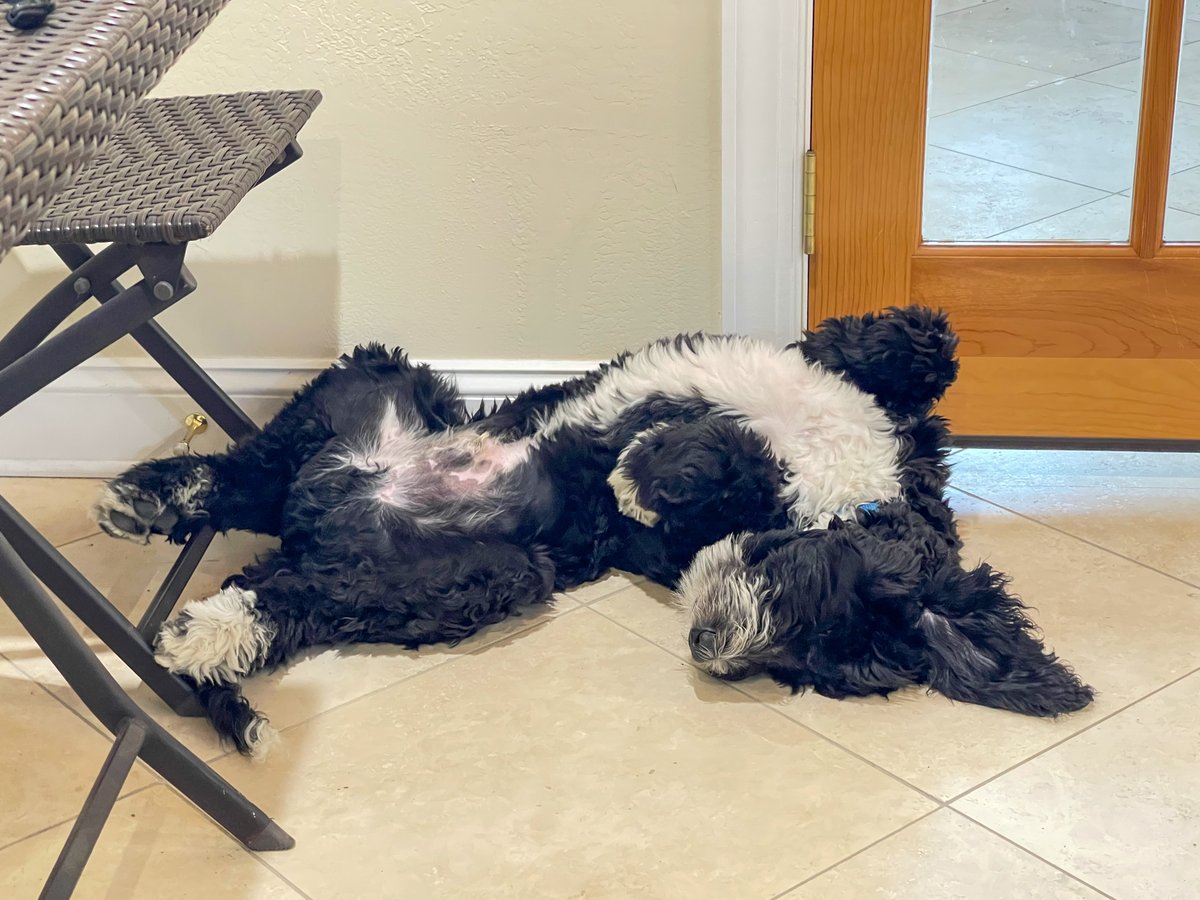 ThreeDogInk's tweet image. Being an office dog is RUFF!! 🐶🐾