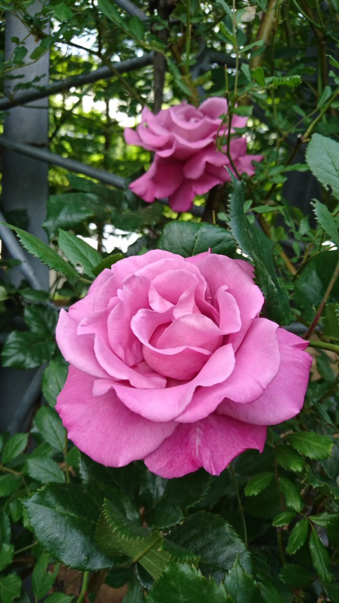 パコパコ 4月15日の 誕生花 は バラの花 ピンク ピンクにもいろいろで鮮やか バラの植木 は芸術的で見事 数年前に初めて観ました 薔薇 ピンク 神奈川県 川崎市 生田緑地ばら園 横浜イングリッシュガーデン 埼玉県 与野公園 所沢市 国際 パコパコ 4月15日の 誕生花 は バラの花 ピンク ピンクにもいろいろで鮮やか バラの植木 は芸術的で見事 数年前に初めて観ました 薔薇 ピンク 神奈川県 川崎市 生田緑地ばら園 横浜イングリッシュガーデン 埼玉県 与野公園 所沢市 国際
