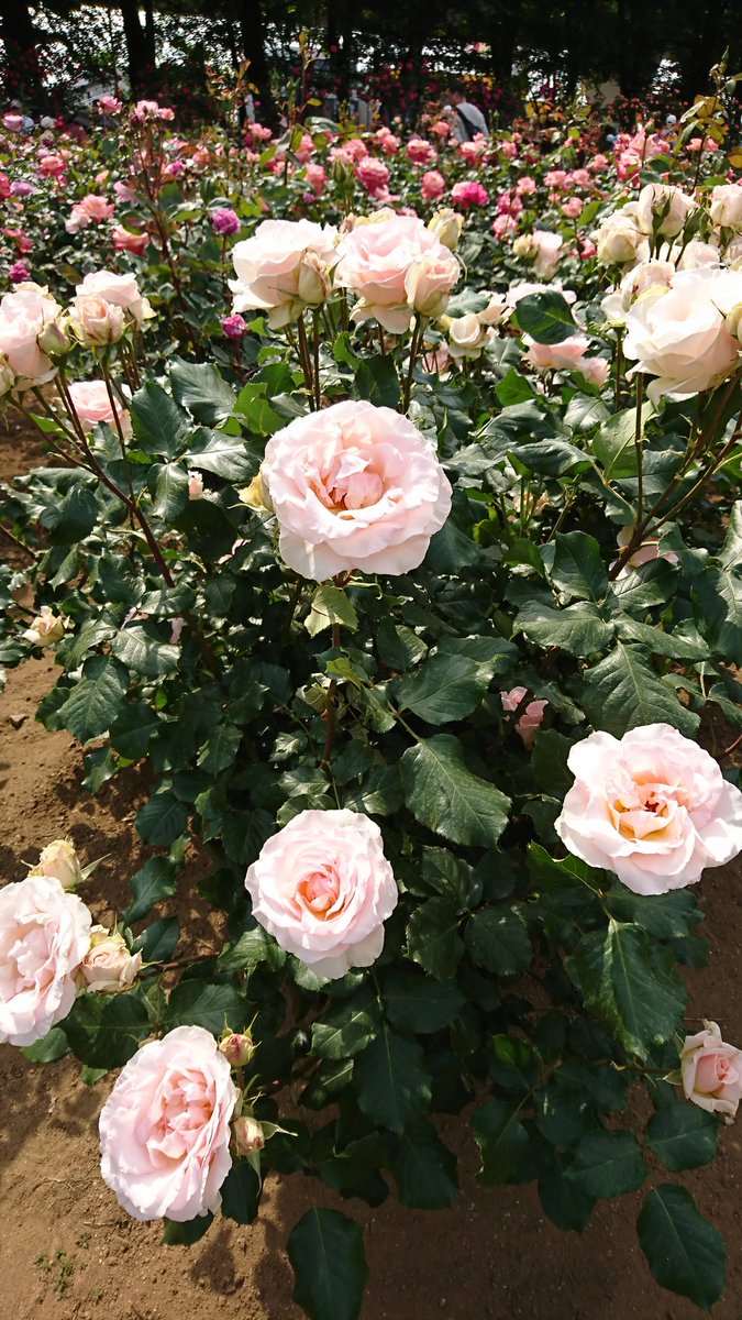 パコパコ 4月15日の 誕生花 は バラの花 ピンク ピンクにもいろいろで鮮やか バラの植木 は芸術的で見事 数年前に初めて観ました 薔薇 ピンク 神奈川県 川崎市 生田緑地ばら園 横浜イングリッシュガーデン 埼玉県 与野公園 所沢市 国際 パコパコ 4月15日の 誕生花 は バラの花 ピンク ピンクにもいろいろで鮮やか バラの植木 は芸術的で見事 数年前に初めて観ました 薔薇 ピンク 神奈川県 川崎市 生田緑地ばら園 横浜イングリッシュガーデン 埼玉県 与野公園 所沢市 国際