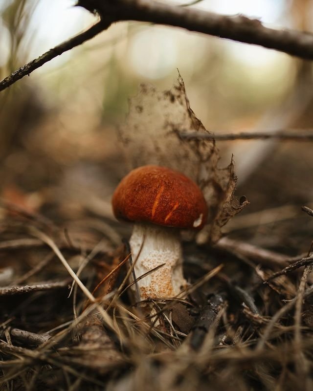 🍄✨цепочка твиттерских в честь 300 читателей✨🍄

🍄читайте меня
🍄делай ретвит
🍄читай ретвитнувших
🍄будь взаимен и будь счастлив :З

(Шутка про 0 рт чтобы было 👺) 
#ЦепочкаТвиттерских