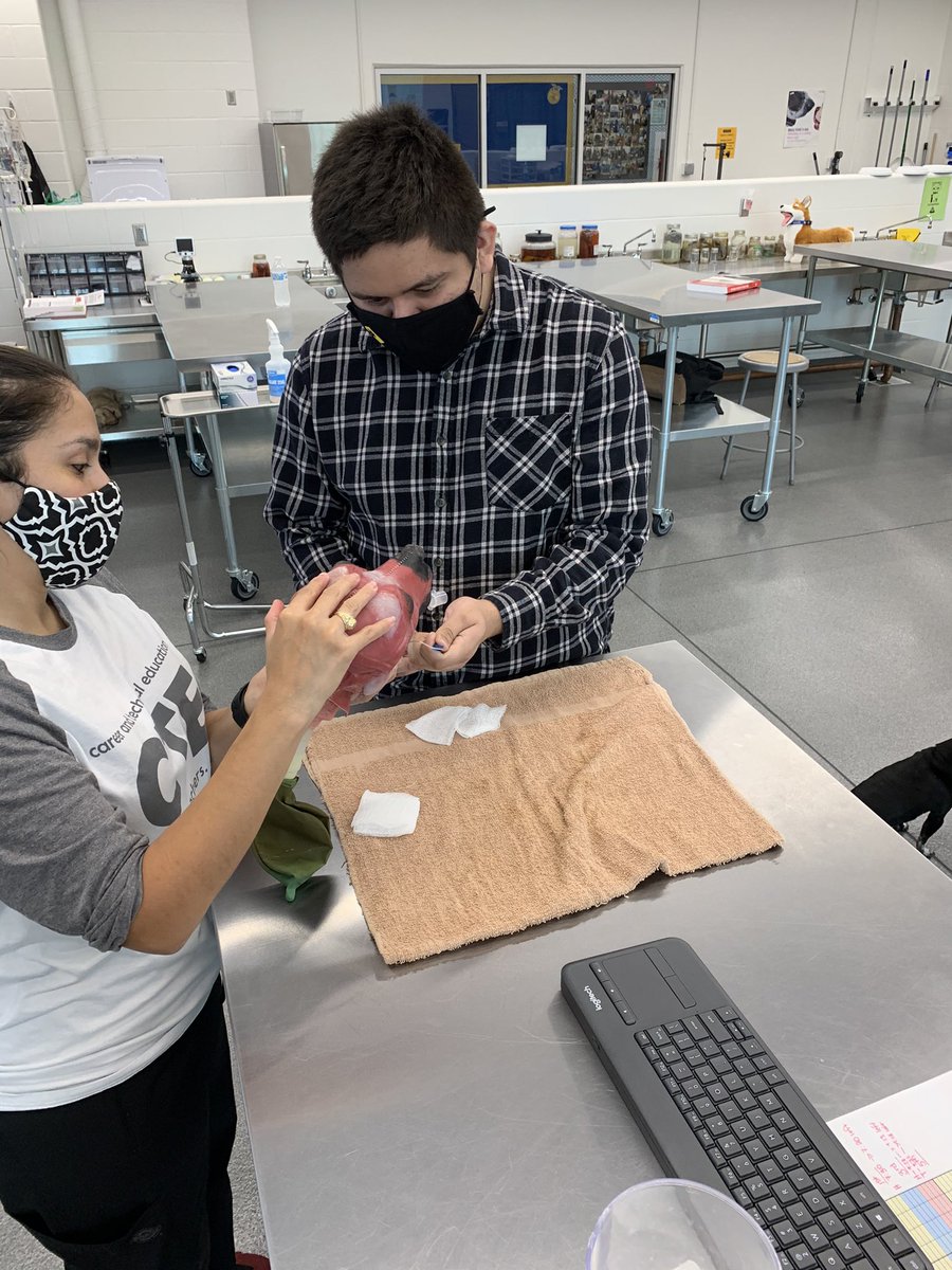 AliefVetScience's tweet photo. 3rd &amp; 4th period Practicum practicing intubation during our anesthesia lesson. Even @MizSantillan stepped in to help. @Alief_Career @AliefISD @AliefCTE @AliefFfa @alief_ffafriend @DeanSamKim1 @alief_proud https://t.co/oSnbTBVJ9d
