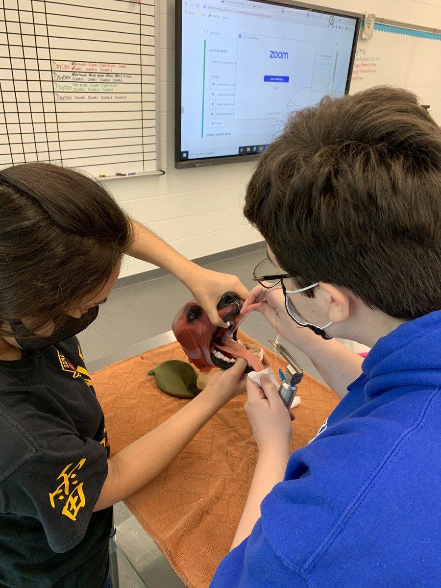 AliefVetScience's tweet photo. 3rd &amp; 4th period Practicum practicing intubation during our anesthesia lesson. Even @MizSantillan stepped in to help. @Alief_Career @AliefISD @AliefCTE @AliefFfa @alief_ffafriend @DeanSamKim1 @alief_proud https://t.co/oSnbTBVJ9d