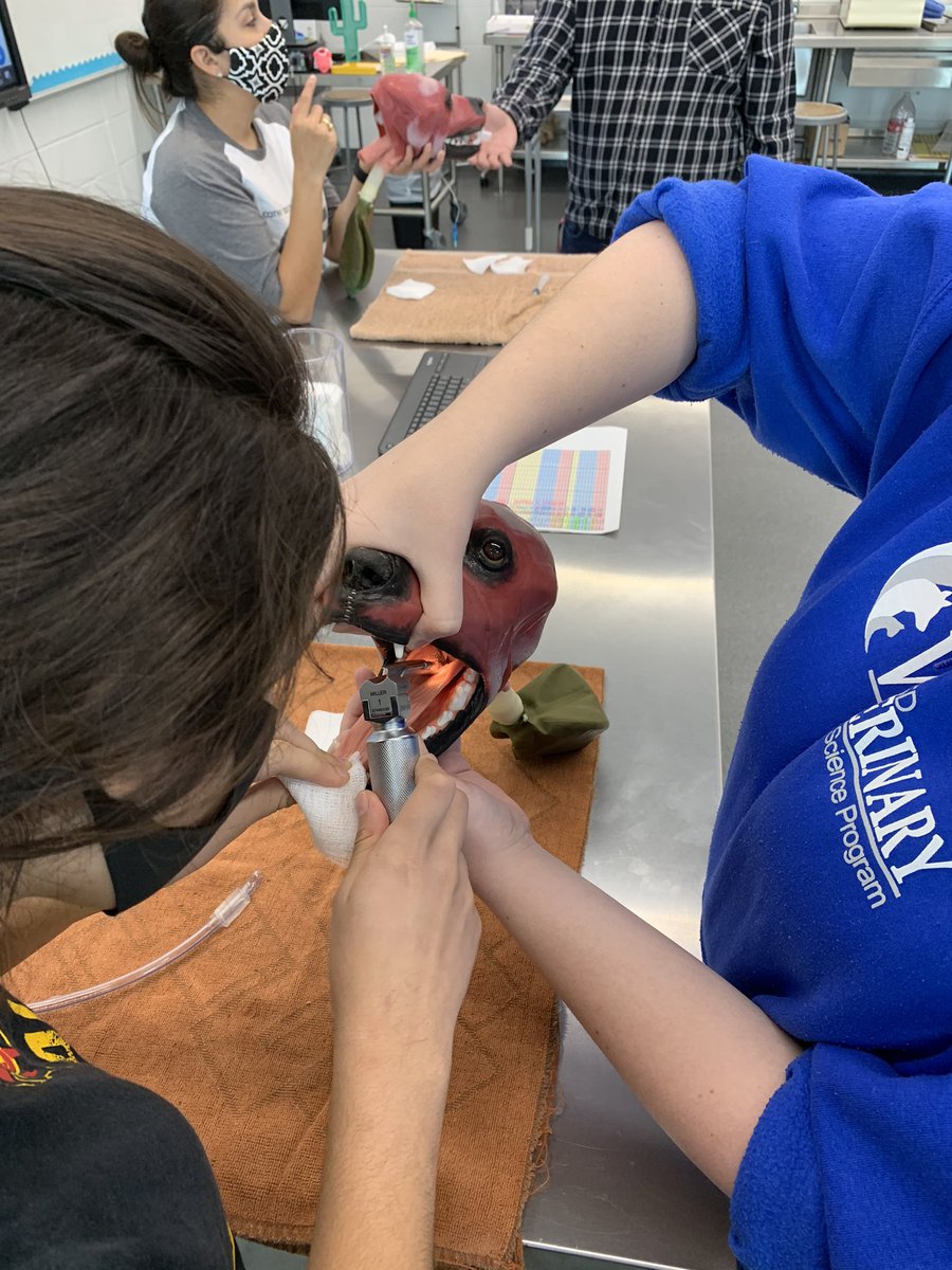 AliefVetScience's tweet photo. 3rd &amp; 4th period Practicum practicing intubation during our anesthesia lesson. Even @MizSantillan stepped in to help. @Alief_Career @AliefISD @AliefCTE @AliefFfa @alief_ffafriend @DeanSamKim1 @alief_proud https://t.co/oSnbTBVJ9d