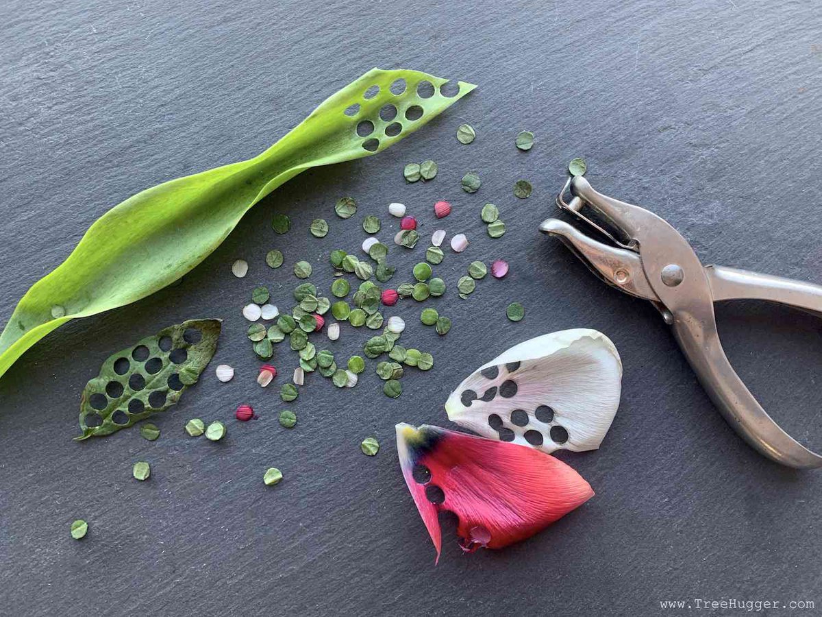 sustainsouthern's tweet photo. Confetti &amp; glitter commonly used for grad pics pollute our community. Instead go with the more sustainable option! Make your own biodegradable confetti by hole bunching leaves! Or choose a no-impact substance like flower petals, rice, or bird seed! https://t.co/lhsg2i0243