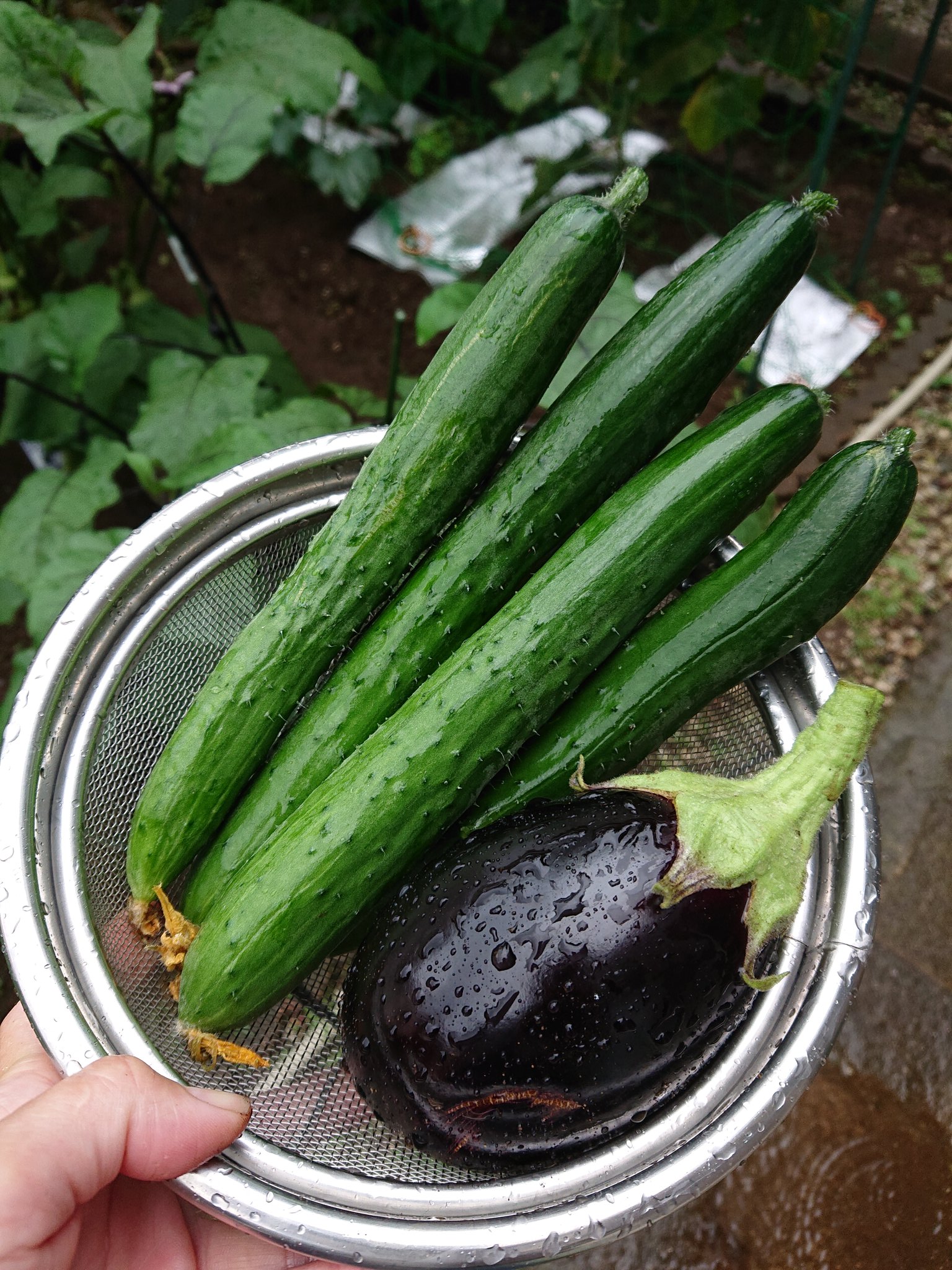 ケイコ ゆる募 おすすめの夏野菜接木苗 今年もきゅうりなすピーマン ネタがなければサントリーの本気野菜を選ぶ予定 なす科の連作障害軽減に効く土壌復活剤とか堆肥とか Gwには作付けしたい T Co Lettxgesks Twitter