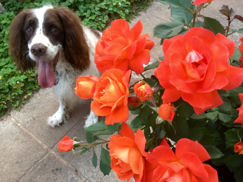 Mr. Kipling the Dog tweet media