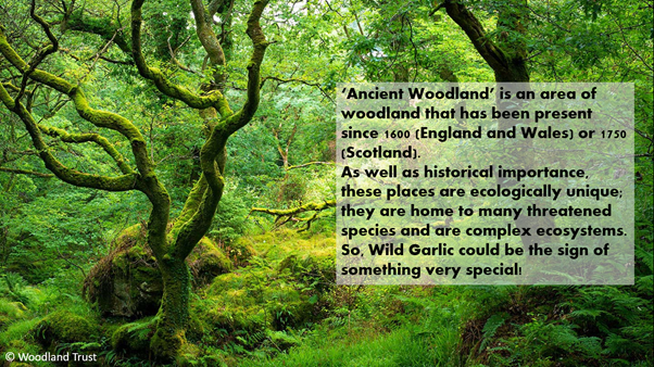 Did you know that Wild Garlic (our #Speciesoftheweek) is an important #indicatorspecies ? The presence of Wild Garlic shows that you might be standing in a patch of Ancient Woodland! 
Want to find out more about Ancient Woodland? Check out the @WoodlandTrust website!