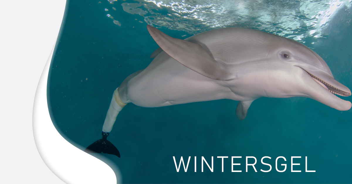 AlpsSouth's tweet photo. Happy #NationalDolphinDay to our adored #Winter WintersGel Prosthetic Liners brings the tale of Winter full circle by helping humans just as humans helped her! Contact SPS at 800.767.7776 for more information https://t.co/1Wei7co6L3