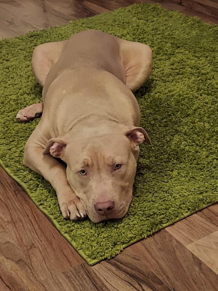 rosiedoc666's tweet photo. COPIED 
my sons dog been taken out back garden Howard Road #Leicester if you see him or know anyone who has him or has brought him message me ASAP #reward will be given

https://t.co/6hs0om709p

@PcsharonPage @DogsofTooting @karensarah66 @molliepug2 @LindaFu73078079 @bs2510 https://t.co/wOr12vuiYb