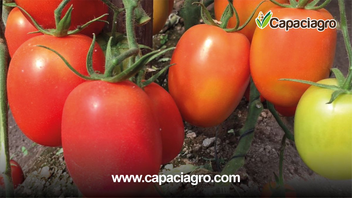 capaciagro's tweet photo. 🖇En #Capaciagro podrás tener un espacio para intercambiar tus ideas y experiencias.🙌🏼😊 Te invitamos a conocer todo el calendario del ciclo 2021.🚜🔥
Visitar nuestro sitio web:⬅️
🔗 https://t.co/XZMtcuBHZG 👀
📁 #CalendariodeEventos #Capaciagro #Capacítate #Actualízate https://t.co/TWSXbvMQAy
