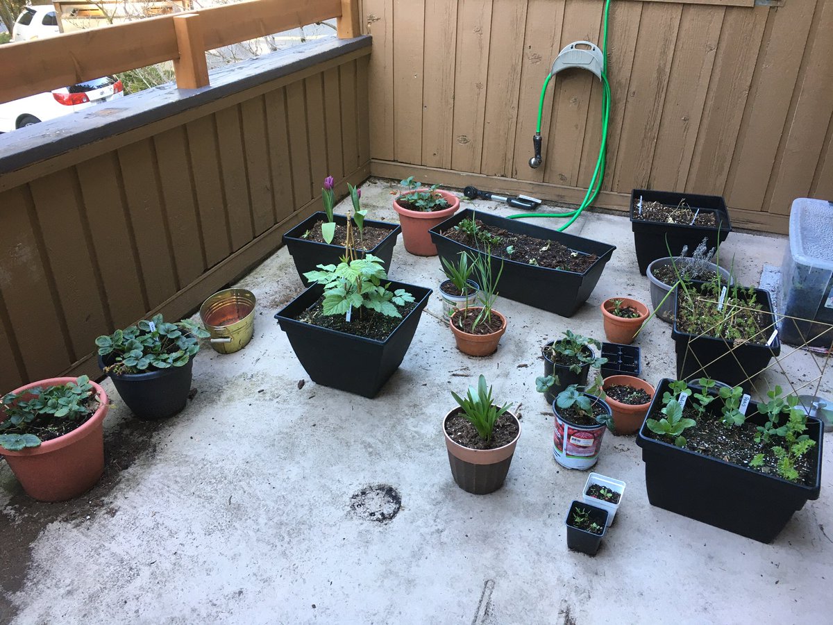 bluerazzberry28's tweet photo. @JessicaOOTC Plant parent of far too many but i love them all equally https://t.co/ws0Eh029PT