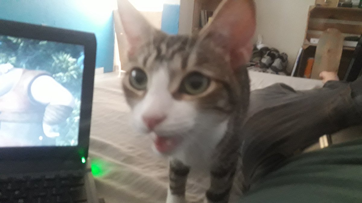 Soy_plata's tweet photo. @AlvarezCrackXL Mi gato hace lo mismo cuando esta explorando la casa y en realidad se parecen mucho https://t.co/LGxYXzaJC8