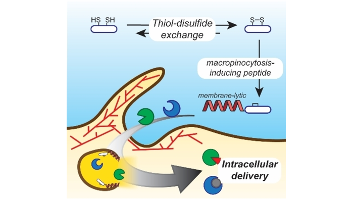 angew_chem's tweet photo. Discovery of a Macropinocytosis-Inducing Peptide Potentiated by Medium-Mediated Intramolecular Disulfide Formation (Futaki) https://t.co/zlq3hyfC3Y https://t.co/cNy4xuOnfr