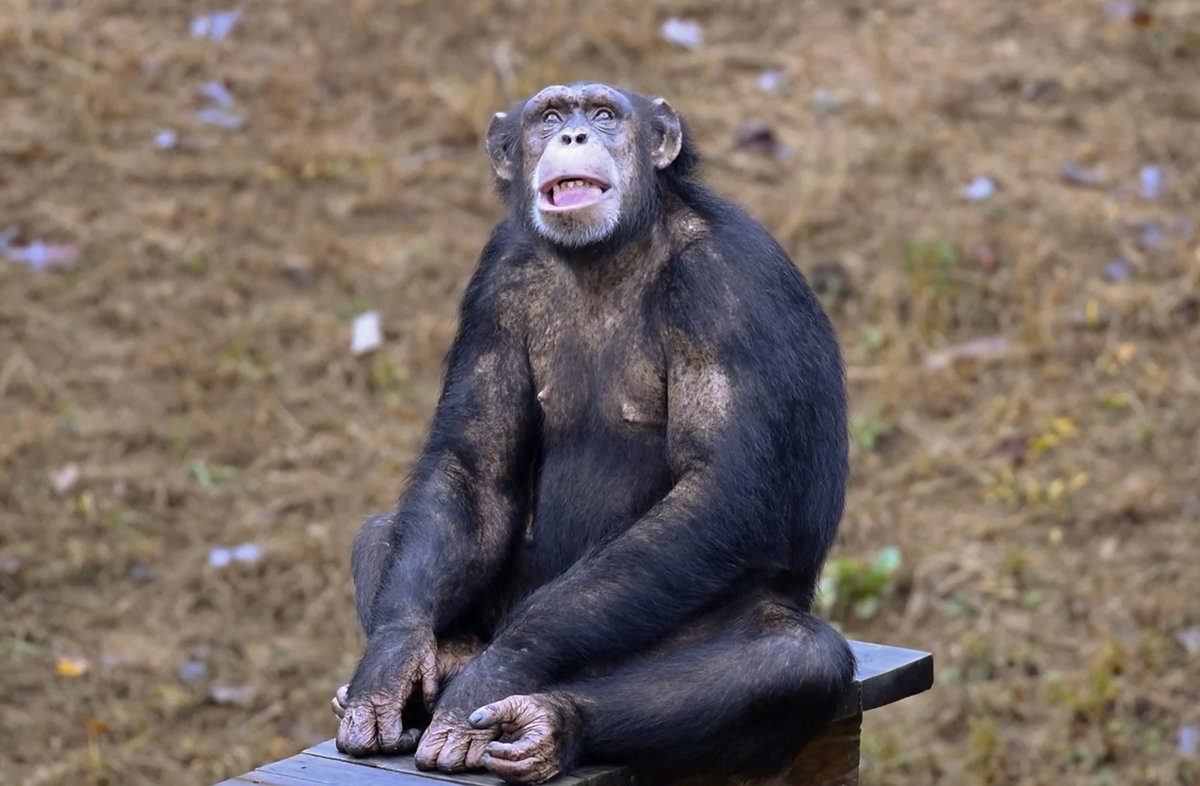 Today is Look Up At The Sky Day! This day encourages us to admire the beauty above us. #NoelChimp #chimps #chimpanzees #LookUpAtTheSky