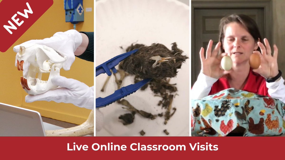 JSchneiderHaus's tweet photo. Teachers! We have FREE 30 minute live online classroom visits! 
Feathered Friends - Kindergarten 
Canadian Wildlife: Mammals - Grades 2 &amp; 4 
Canadian Wildlife: Birds, Amphibians and Reptiles - Grades 2 &amp; 4 
Contact Katie Anderson to book.  kaanderson@regionofwaterloo.ca https://t.co/dX2mf9LiRV