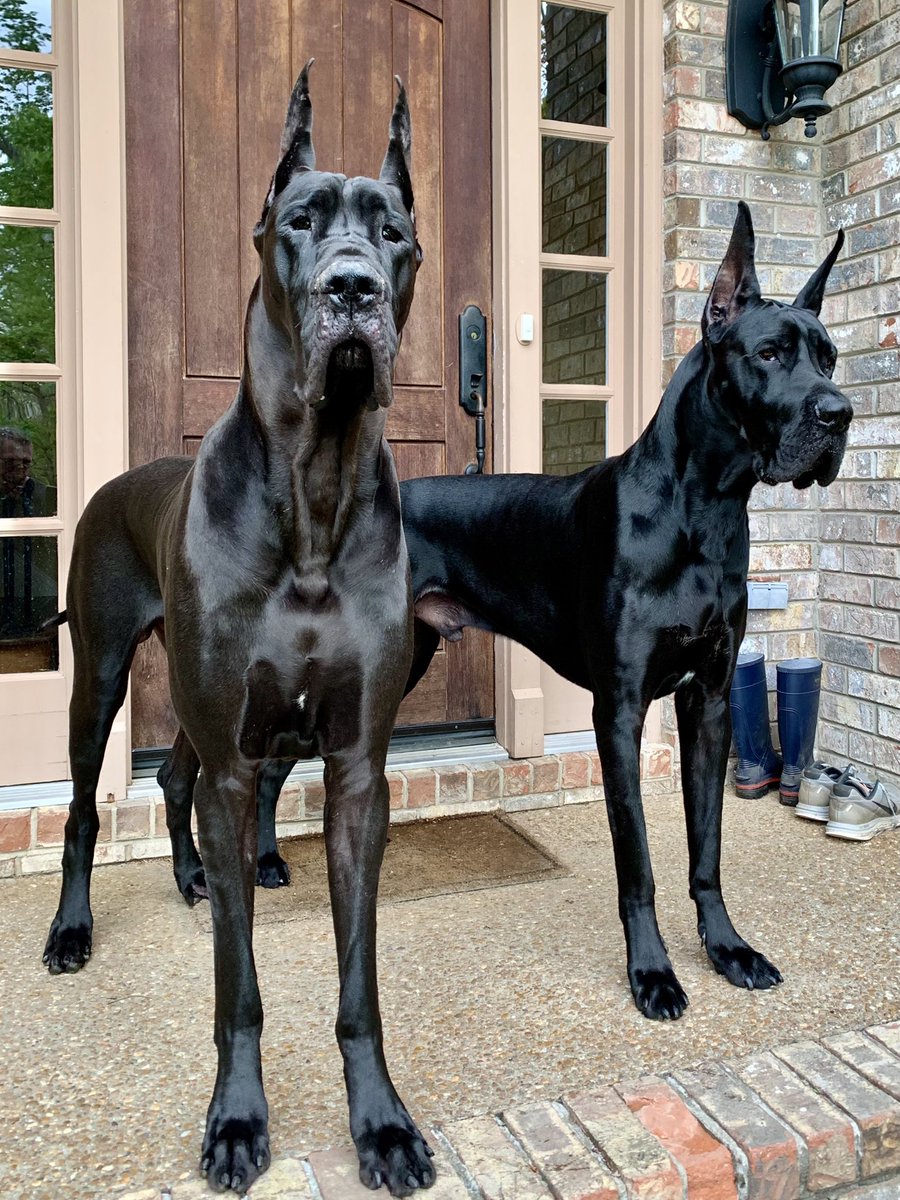 Straight out of Brentwood #greatdane #blackdogs #dogsoftwitter #dogs