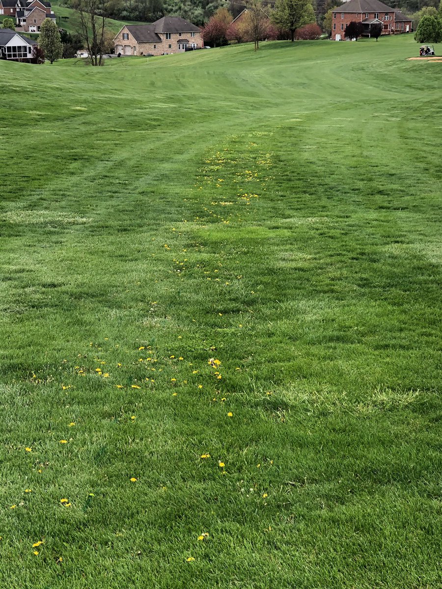 Early spring applications of @CortevaUSTurf  Defendor Speciality Herbicide provide exceptional control of unsightly dandelions as this skipped area near Roanoke, VA shows. 📸pc: <a href="/espurlockgolf/">Eric Spurlock</a>
