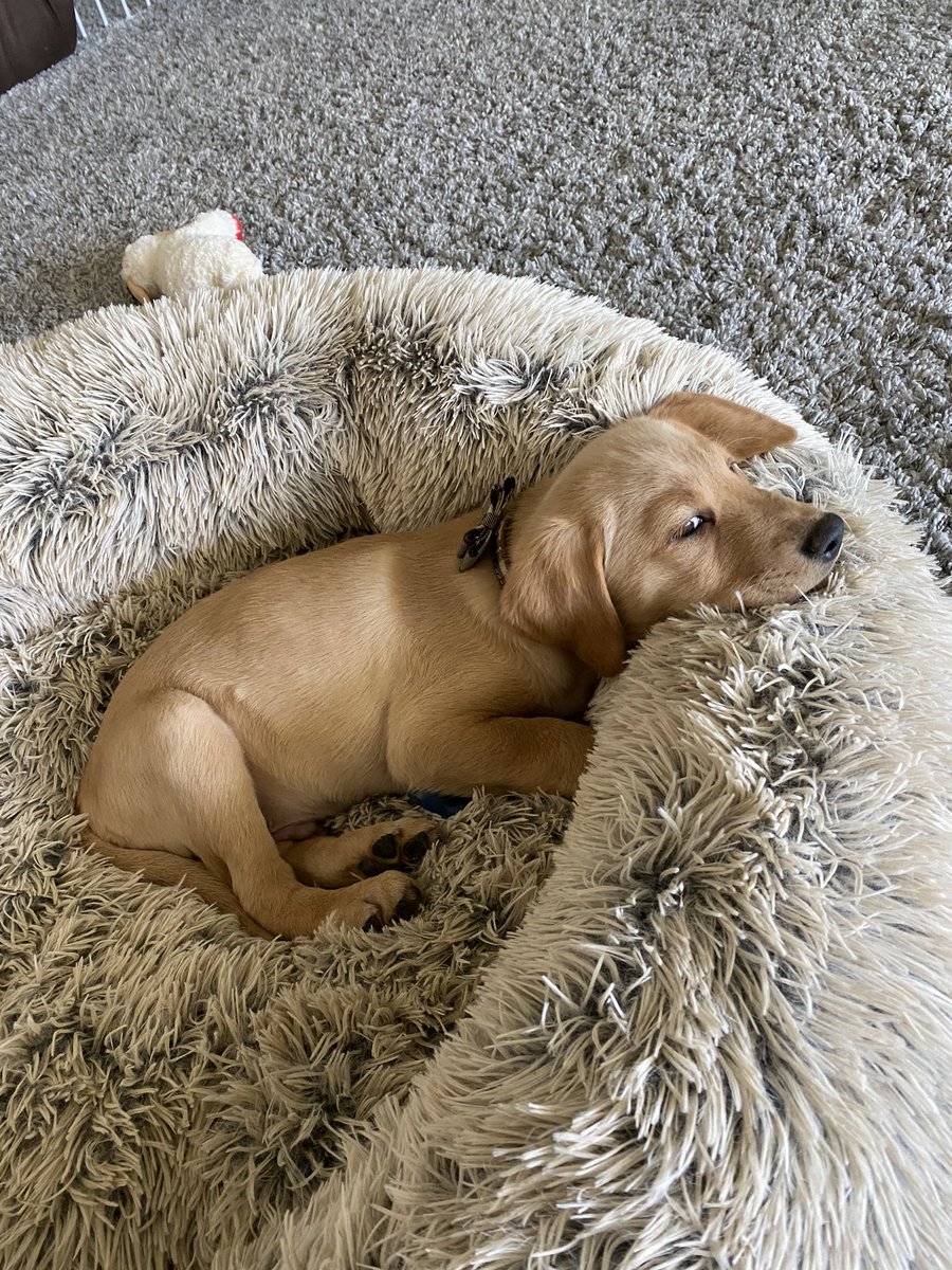 Puppy spam. Sorry not sorry!