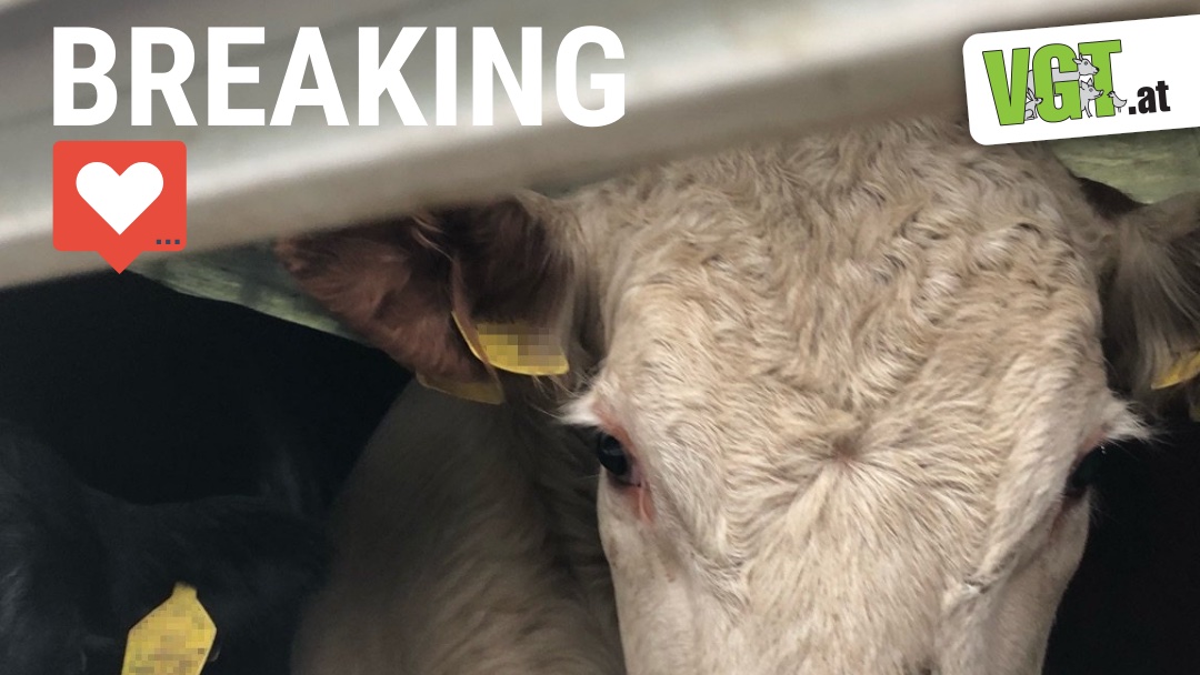 BREAKING! #Neuseeland verbietet den #Export von lebenden Tieren auf dem Seeweg! Finden wir sehr gut! #transportestoppen  Bitte unterschreibt unsere Petition: 
transportestoppen.at !B