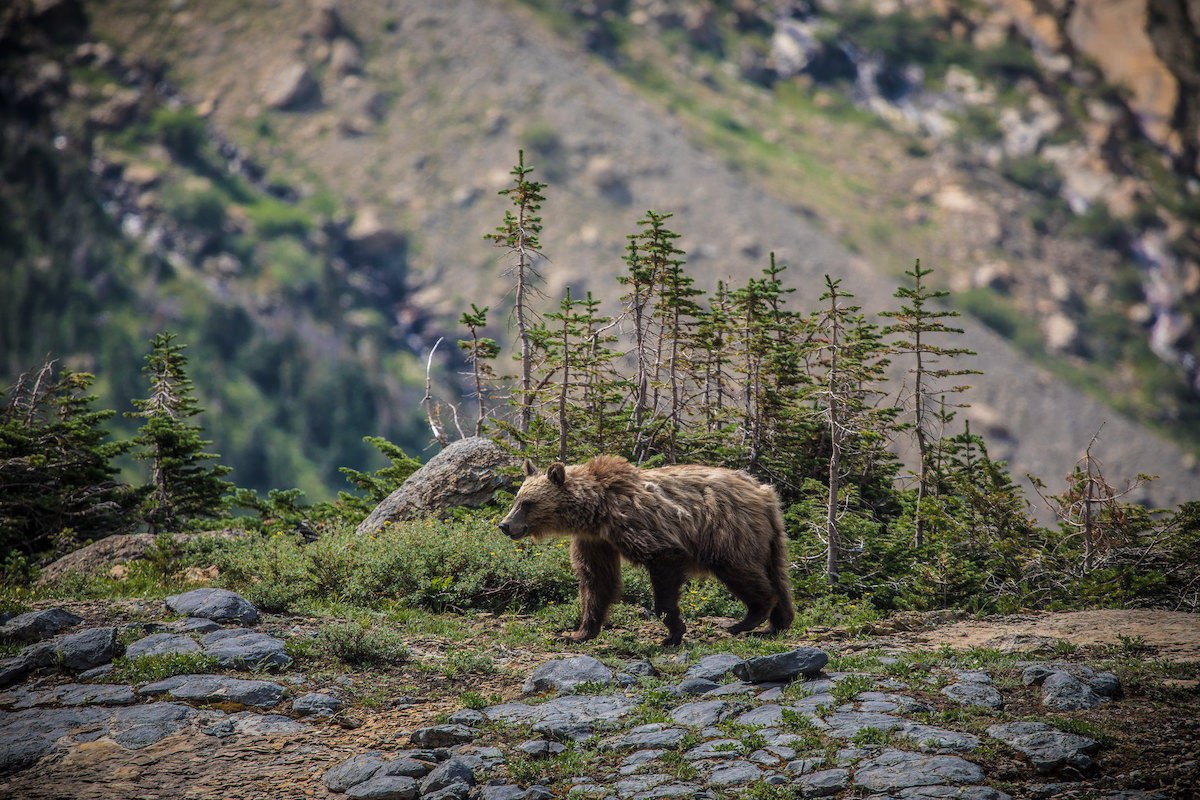 WYPublicRadio's tweet photo. Why A Montana Bill Making It Easier To Kill Grizzly Bears Could Backfire: https://t.co/1PiVi9hDJ2

@__dante20 from @mtpublicradio for #mtnwestnews https://t.co/0Z1RJIN1Z3