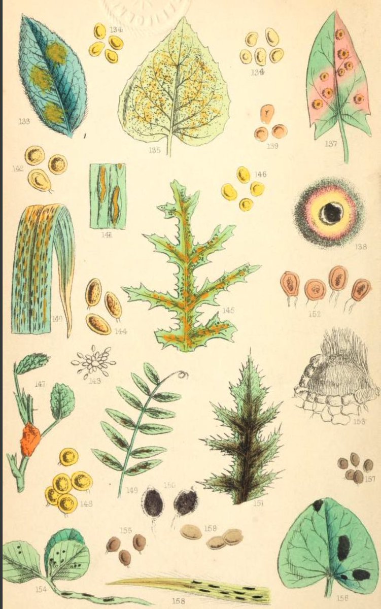 calacademy's tweet photo. It's #BHLDay2021, a perfect excuse to share some incredible visual treasures from our friends at @BioDivLibrary. First up, a plate from "Rust, Smut, Mildew, &amp; Mould: An Introduction to Microscopic Fungi"—straight from the Academy Library's collection: https://t.co/nGQ2525szI https://t.co/mH5Skti78k
