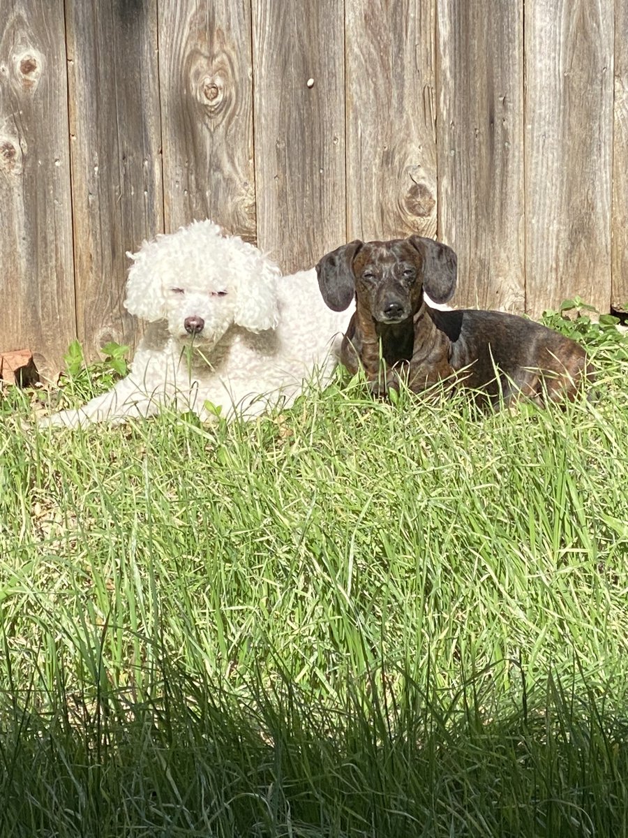 My dogs are a whole mood