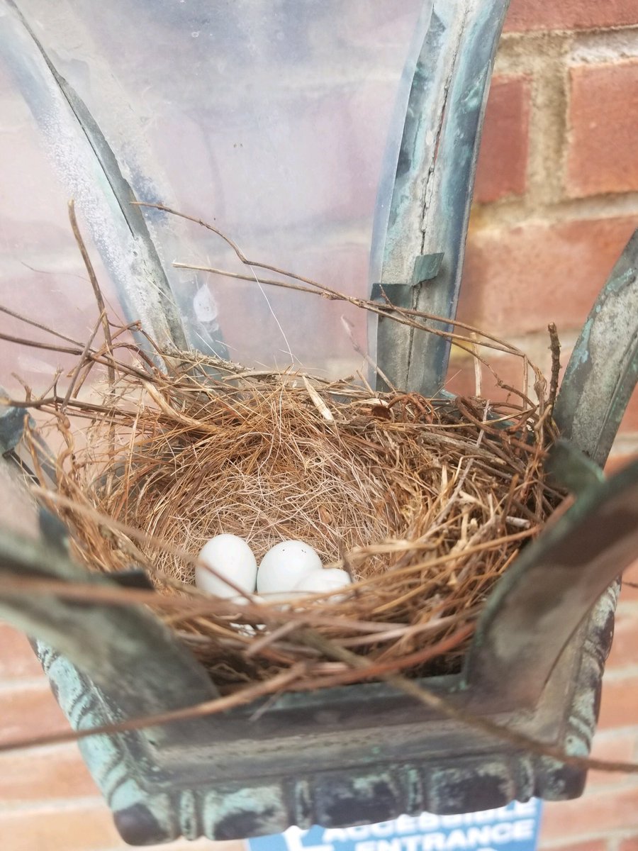 #SouthAveElem will be welcoming some new babies soon. Mama bird made a nest in one of our outside sconces! 🐦
