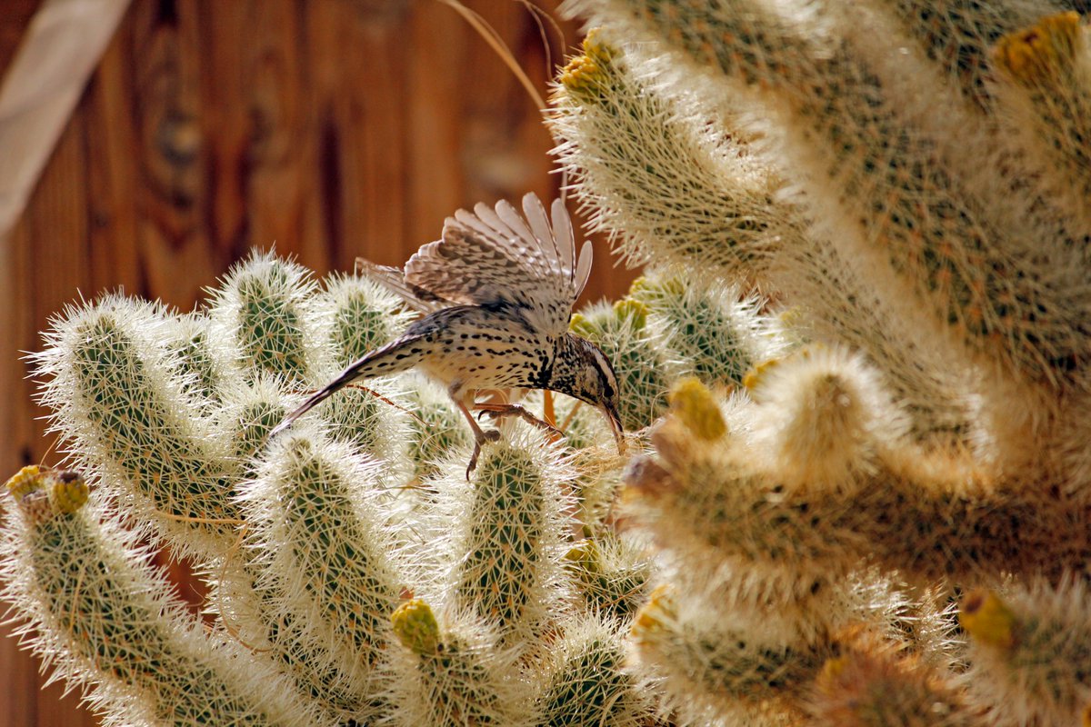 JoshuaTreeNPS's tweet photo. Happy Wildlife Wednesday! 

"Wren" in Joshua Tree, see if you can spot the cactus wren! 

They are the biggest wren in the United States and choose to nest in cacti. 

NPS Photo https://t.co/Fr4zzzfkzd