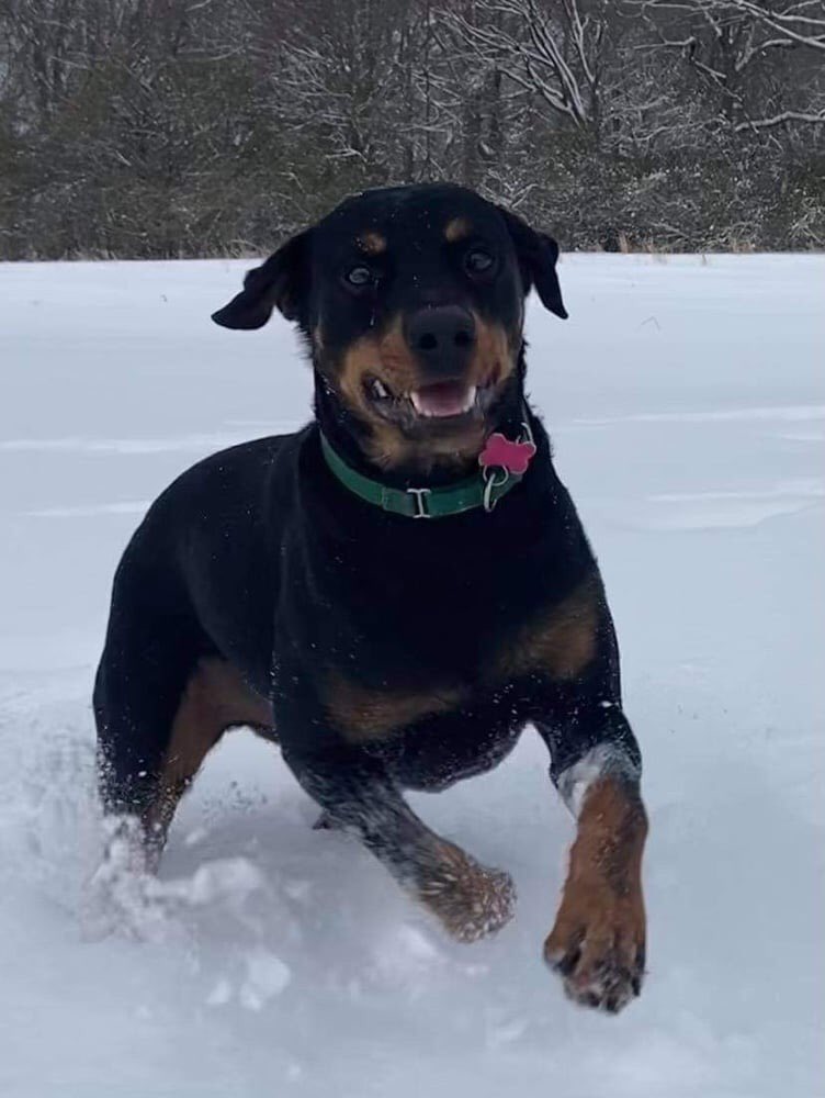 Last Hope K9 Rescue (@lasthopek9) on Twitter photo 2-year-old Drago will play it cool at first, but capture your heart once he knows you. His favorite activities include playing fetch, running in the woods, riding in cars & eating pork chops. Heād love a family thatāll work with him on his leash skills. petlover.petstablished.com/pets/public/10⦠2-year-old Drago will play it cool at first, but capture your heart once he knows you. His favorite activities include playing fetch, running in the woods, riding in cars & eating pork chops. Heād love a family thatāll work with him on his leash skills. petlover.petstablished.com/pets/public/10ā¦