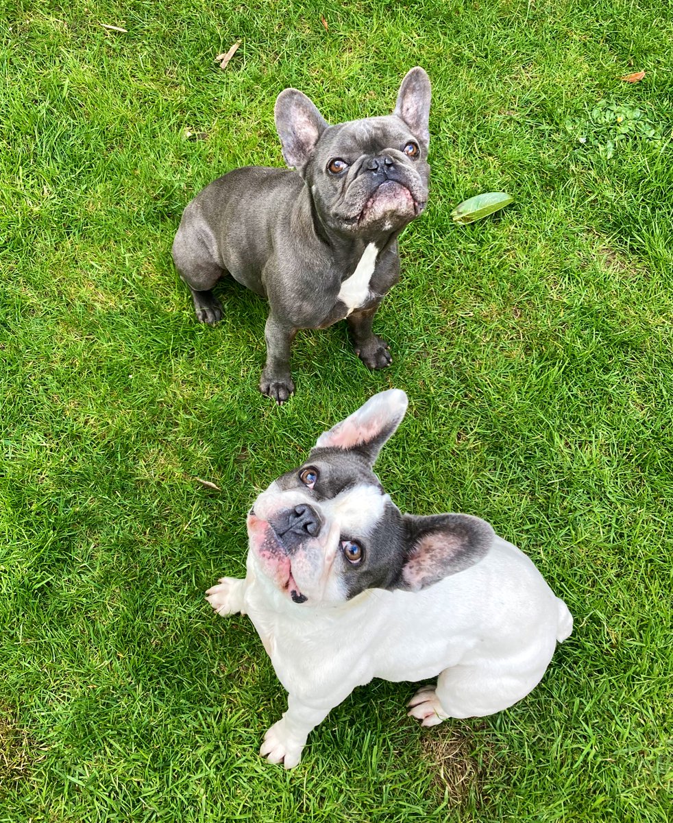 AlbertFrenchie1's tweet photo. We haven’t had a snack in at least 4 minutes! Send help! #Frenchie #Bulldog #Love #FrenchBulldog #Besties #Blue #BluePied #BigEars #Spring #Walkies https://t.co/MvqYvO1UiB