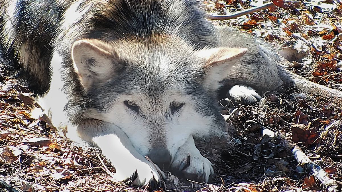 авария в пинеровки балашовского района. волк воронежский заповедник. октябрьский балашовский район. волк таганай. волки в калужской области.