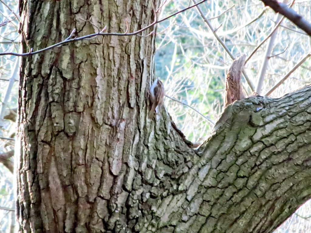 ScottPierceJon1's tweet photo. @BTO_GBW @Natures_Voice @Britnatureguide @NatureUK @Team4Nature #wildlifephotography #nature #NaturePhotography #birdphotography @Natures_Voice #LockdownNatureWatch #birdphotography #birdwatching #NaturePhotography #wildlife #wildlifephotography #birds #BirdsSeenin2021 https://t.co/G7m492Q7s4