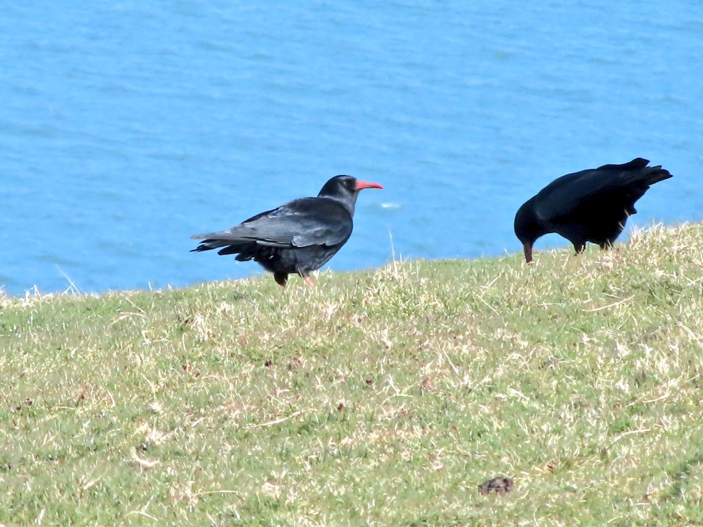 ScottPierceJon1's tweet photo. @BTO_GBW @Natures_Voice @Britnatureguide @NatureUK @Team4Nature #wildlifephotography #nature #NaturePhotography #birdphotography @Natures_Voice #LockdownNatureWatch #birdphotography #birdwatching #NaturePhotography #wildlife #wildlifephotography #birds #BirdsSeenin2021 https://t.co/G7m492Q7s4