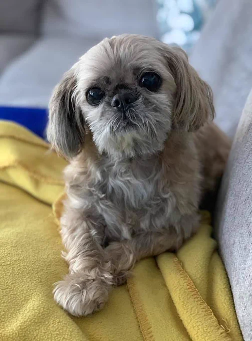 Small tan dog lounging on a yellow blanket with her paws crossed in front of her