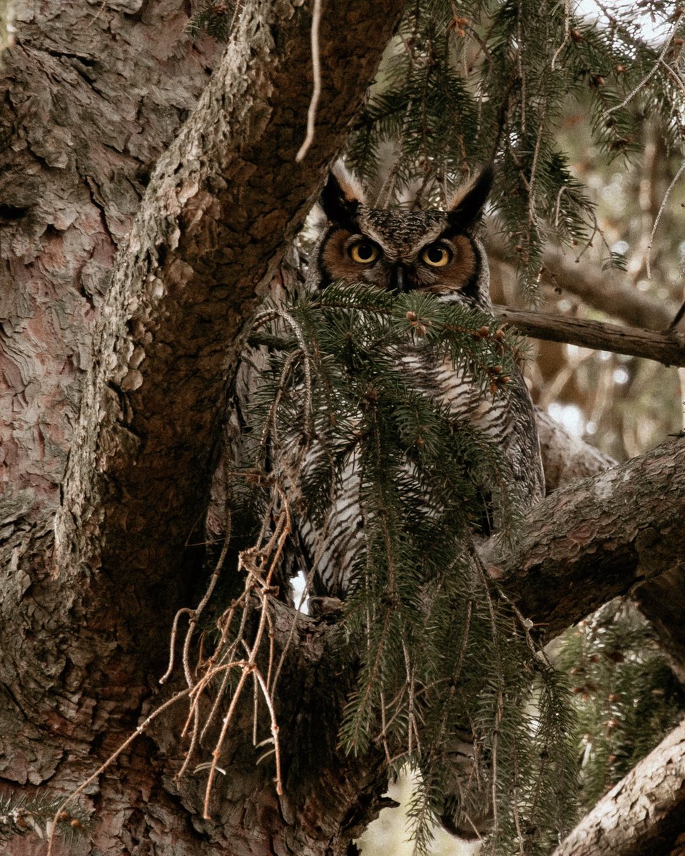 DawnDboxii's tweet photo. I spy with my little eye a Great Horned Owl mama! And her little owlet! @LndOntRetweets @CityofLdnOnt @JulieCTV @LondonOntarioCA @Downtown_London 
#ldnews #birdphotography #ldnont #londonon #birdsofprey #londonontario #greathornedowl https://t.co/tV2gzRR09e