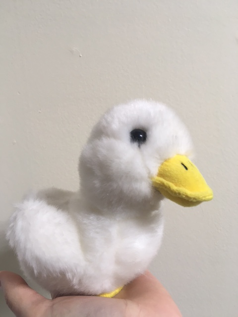 NortheastABDL's tweet photo. Peek-a-boo I can't see you.  Find aflac the duck in our boutique this Friday or Saturday, bring him to the register with you at check out and get any one item 25% off! https://t.co/hizx7uTciD