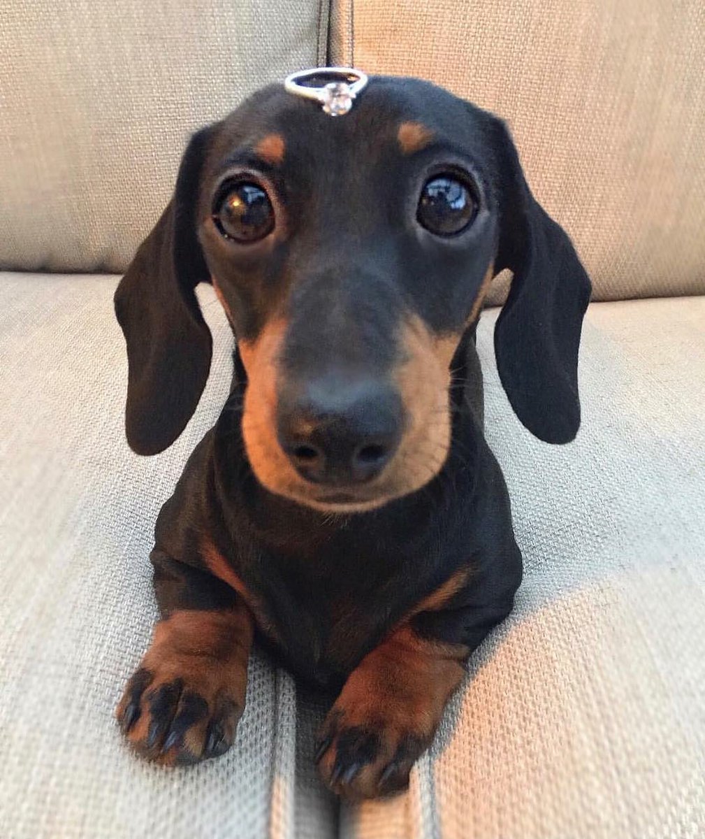 Dachs_United's tweet photo. Will you be mine? ❤ 💍 

https://t.co/lhSkmuVTYt #DachshundsUnited #DACHSHUND 

#Dachshunds #DachshundPuppy #Doxie #WienerDog #Pet #Pets #Puppy #Puppies #Cute #Teckel #Teckels #Dogs #Dog https://t.co/YzIdf0Y52p