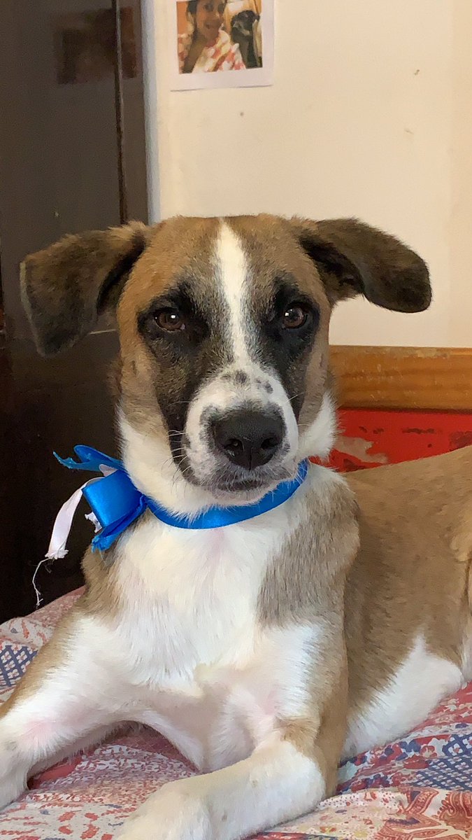DanielaIbez10's tweet photo. FLACO SIGUE BUSCANDO UNA FAMILIA Y NOS QUEDA POCO TIEMPO 😭 por favor adóptenlo https://t.co/WnSty6oU2V