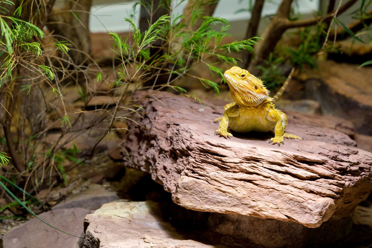 crittercrawlers's tweet photo. At Critters and Crawlers, we have the live feeder insects that will keep your beardie eager for more! Shop now >>>> https://t.co/Y8tsClEXGx
#critters #crawlers #YYC #YEG #Alberta #shoplocal #liveinsects #feederinsects #livefeeders #reptiles #pets #insects #petfood #crickets https://t.co/2lRsUS1qCN