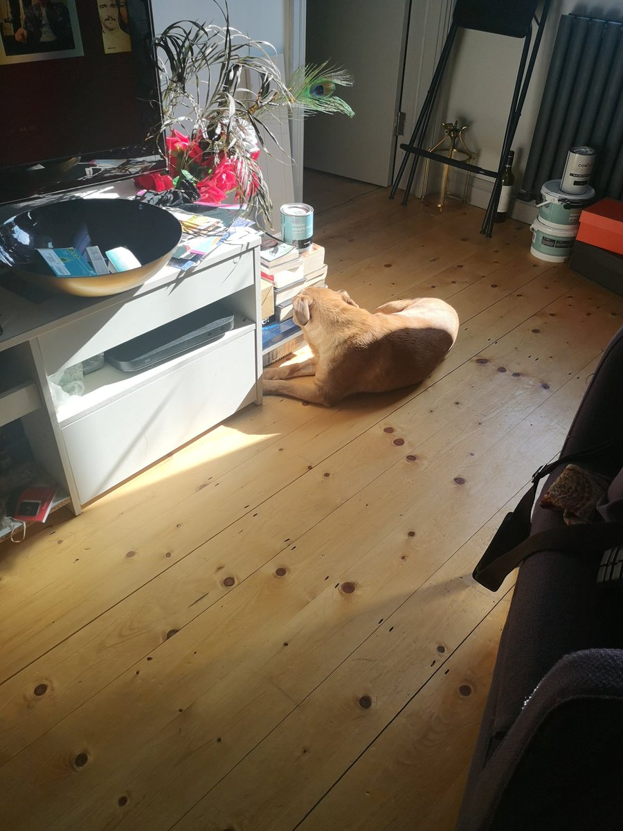 The afternoon has been lovely... Ellie making her way through the house to the last dregs of the sun... But hang on... There's something in the way