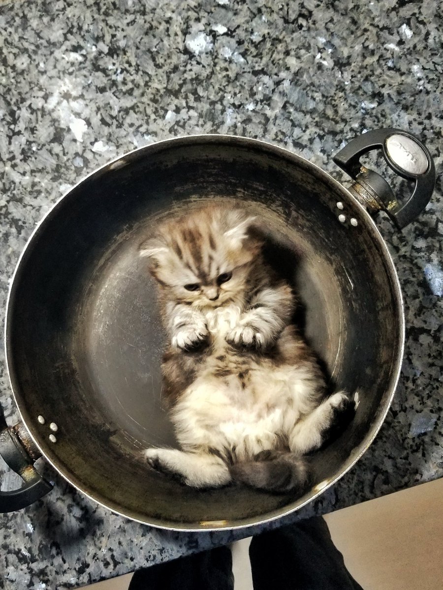 Oye_Its_Hassi's tweet photo. WHAT KIND OF OMELET IS THIS? https://t.co/fhV8fEpLos
