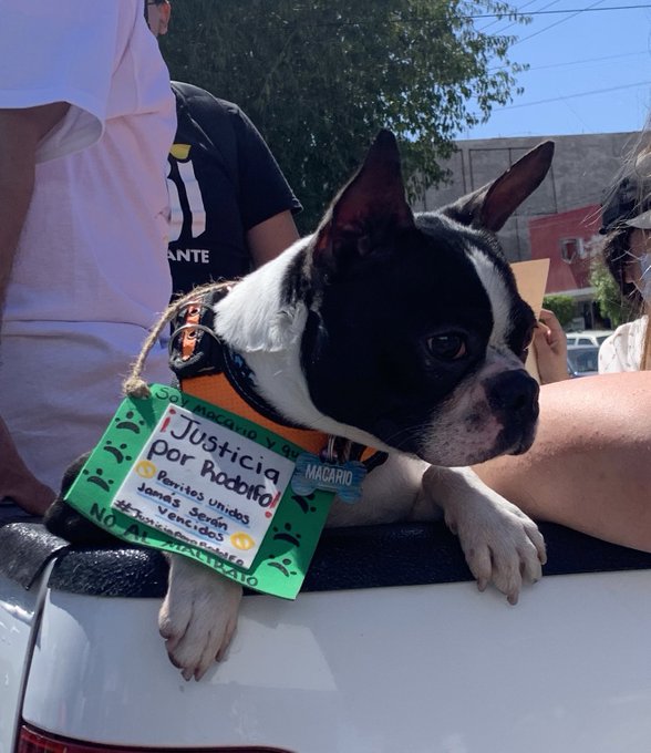 ELLOS NO PUEDEN HABLAR, PERO NOSOTROS SI. #JusticiaPorRodolfo https://t.co/u5YqM5Bff3<a href="/tag/justiciaporrodolfo"class="tags">#JusticiaPorRodolfo</a>