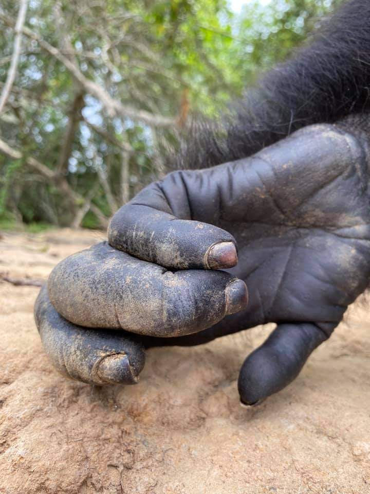 zoromag1's tweet photo. Le saviez vous ?

Les #chimpanzés partagent 98% de l'ADN des humains et leur esprit espiègle...

Crédit photo 1 : Alexandra G. 
Crédit photo 2 : M.Z., en octobre 2017...

Sur l'île aux Chimpanzés, sis à Grand-Lahou, où vous trouverez #Ponso, dernier survivant de ladite île 🏝️. https://t.co/OLUnTZSJgb