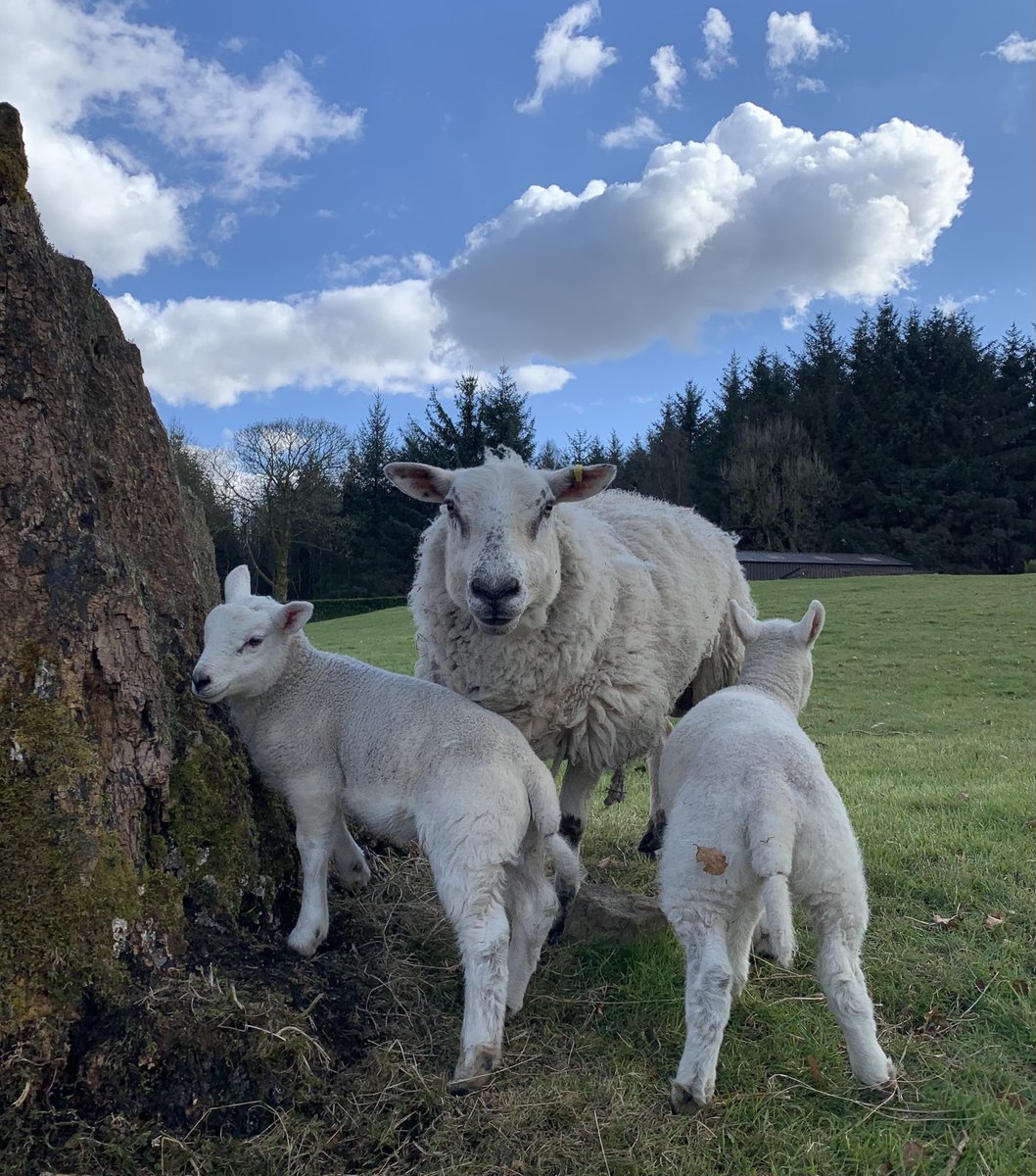 DolanSharron's tweet image. Lovely evening for 🚴🏼‍♀️ and a talk with the animals 🐑 🐮#stayinglocal #sunnycoatbridge